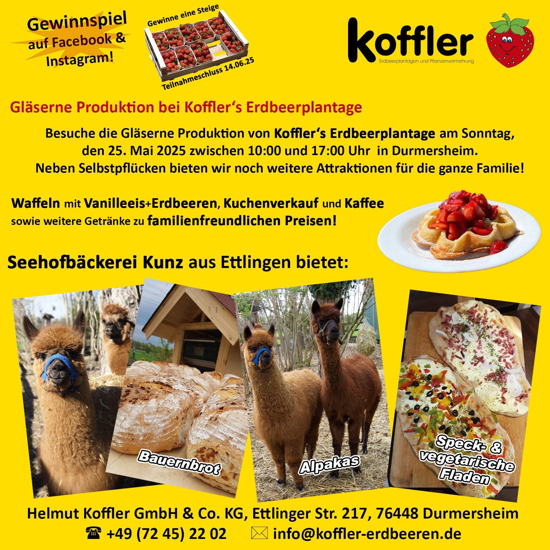 Einladung zur Gläsernen Produktion bei Koffler Erdbeeren!