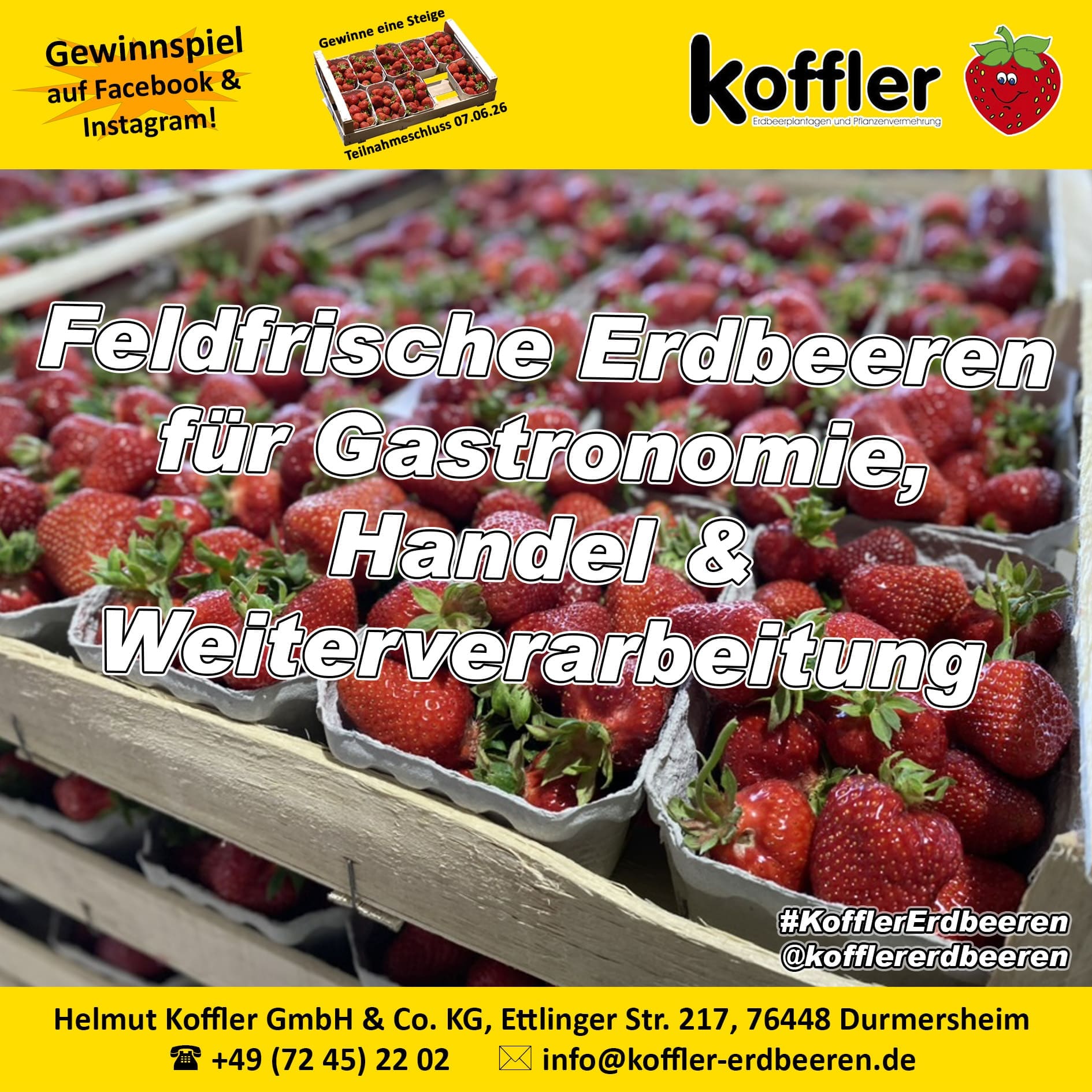 🍓 Feldfrische Erdbeeren für Gastronomie, Handel & Weiterverarbeitung 🌱