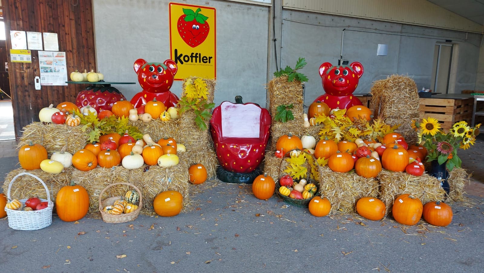 Herbststimmung bei Koffler Erdbeeren – Kürbisverkauf gestartet! 🎃🍂