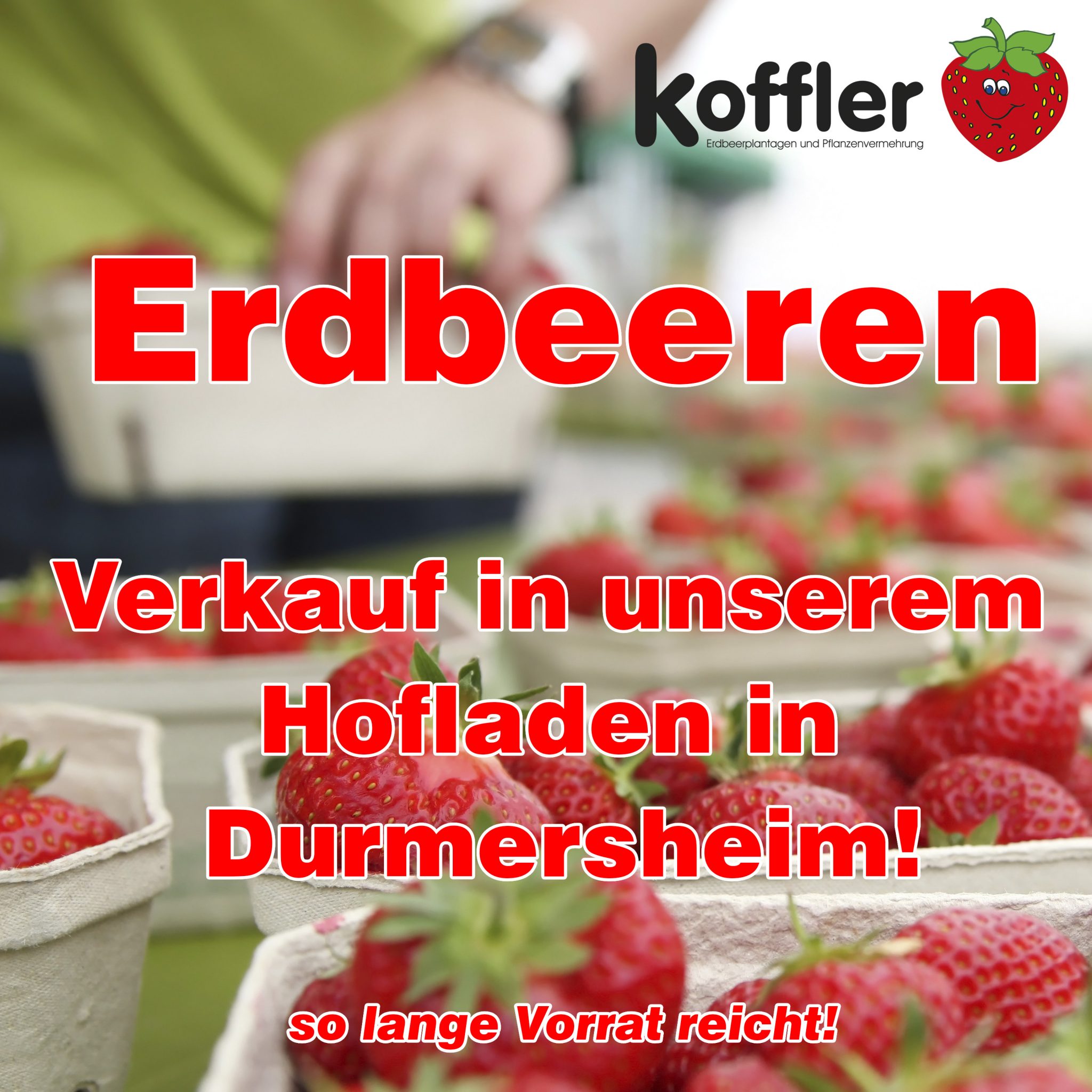 Erdbeeren so lange Vorrat reicht!