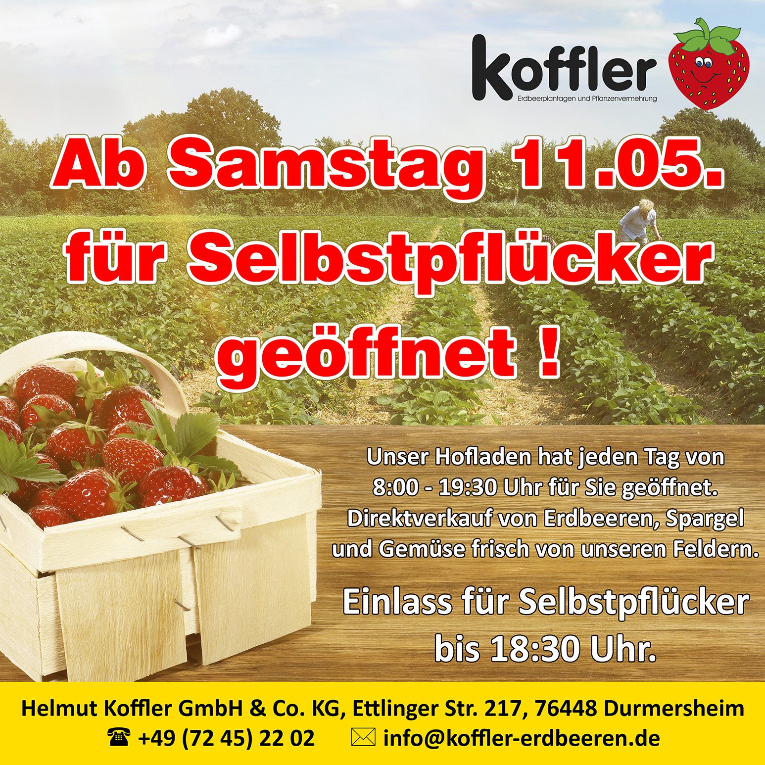 Erdbeer-Felder für Selbstpflücker ab Samstag 11.05. geöffnet