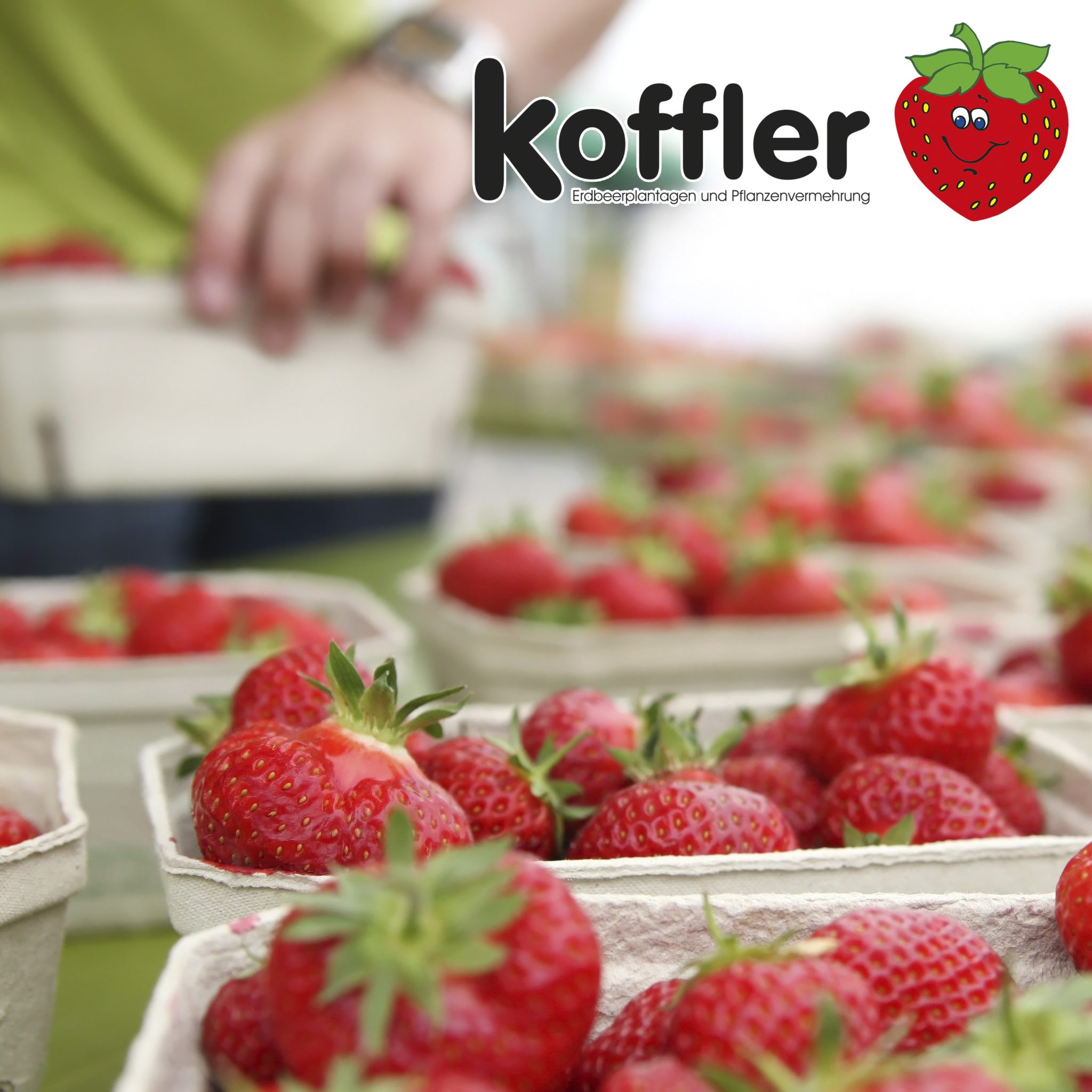 🍓💥 Sommer Superfood-Entdeckung: Erdbeeren! 🌞