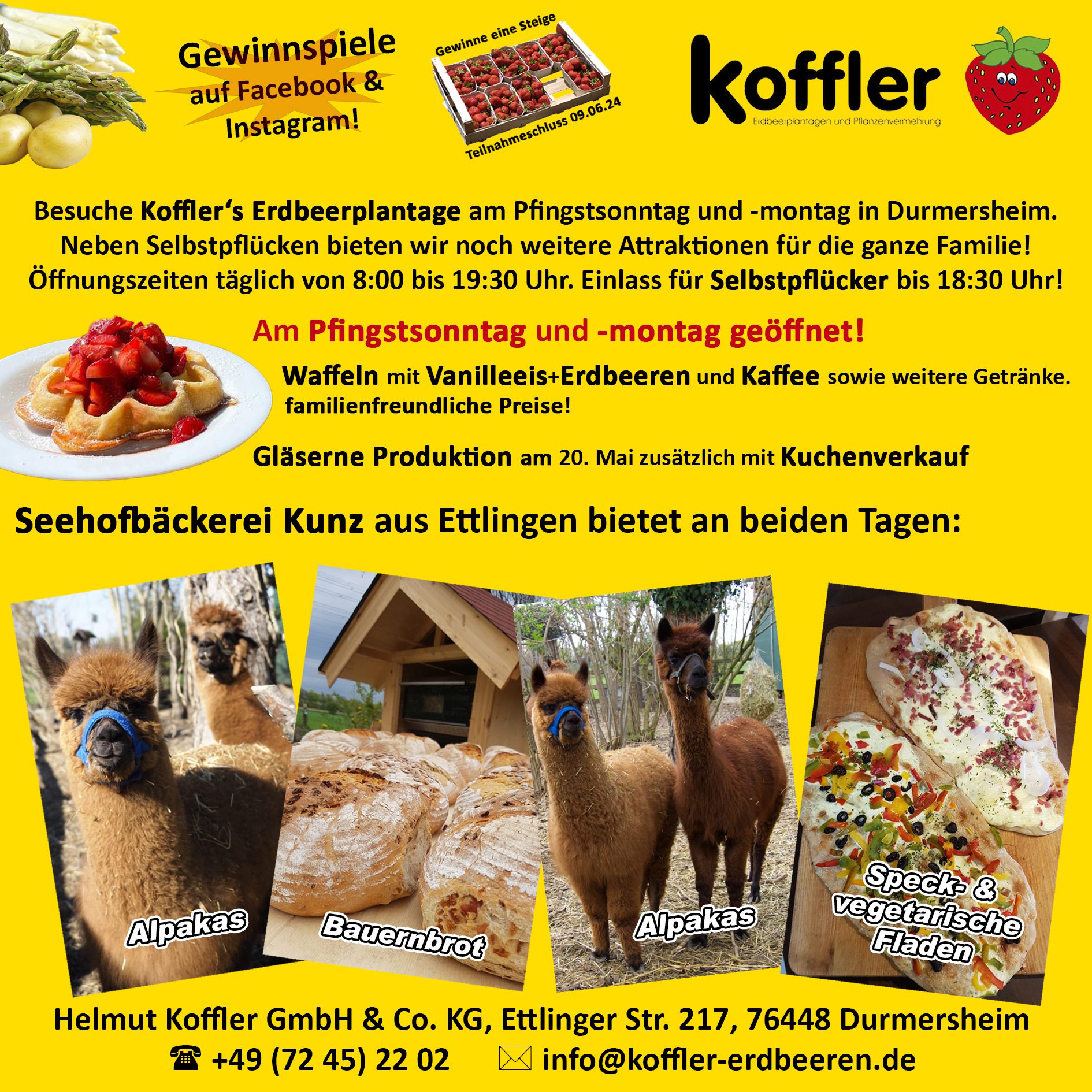 Pfingstfeiertage: Waffeln, Vanilleeis+Erdbeeren, Vegetarische/Speck-Fladen, Bauernbrot und Alpakas