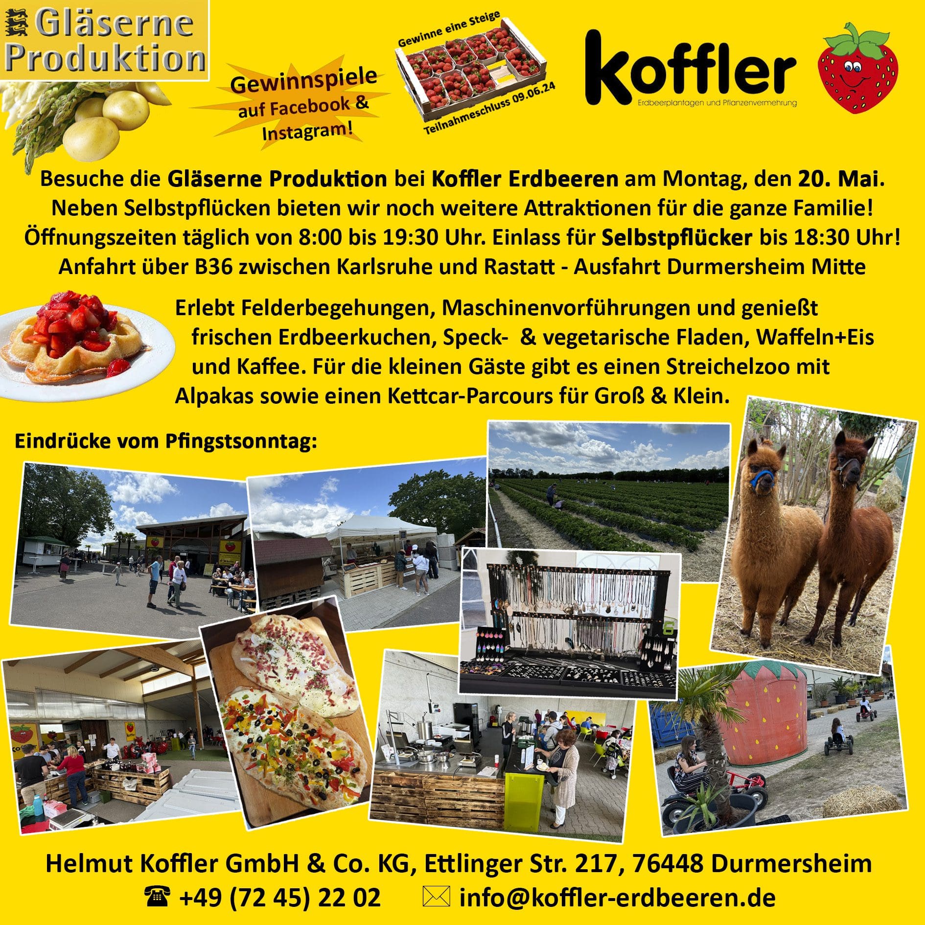 Einladung zur Gläsernen Produktion bei Koffler Erdbeeren am 20. Mai!