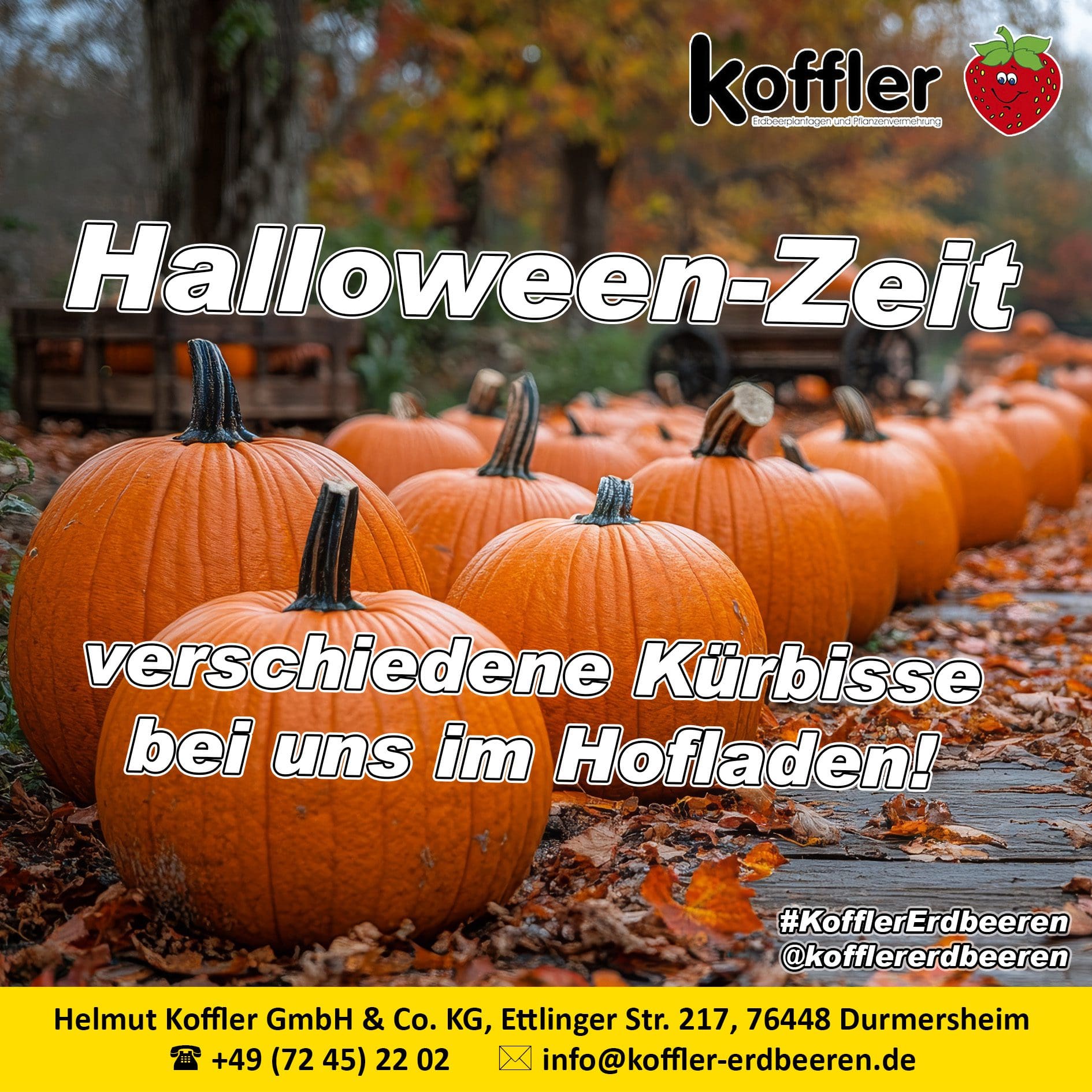 Halloween-Zeit: Jetzt Kürbisse kaufen!