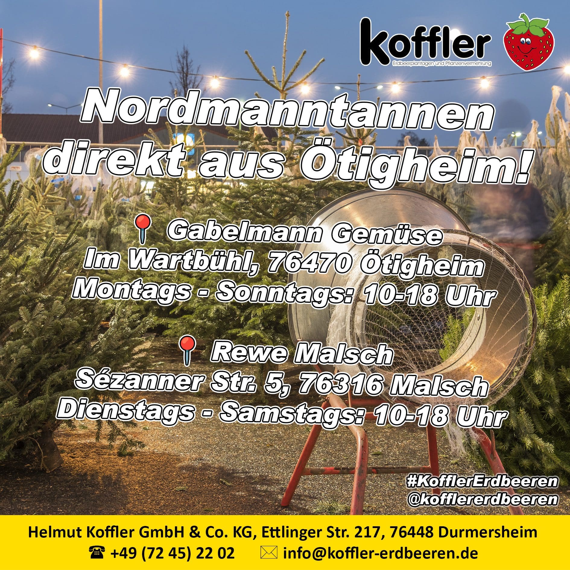 Tannenbaumverkauf von Koffler Erdbeeren – Frische Nordmanntannen direkt aus Ötigheim! 🎄