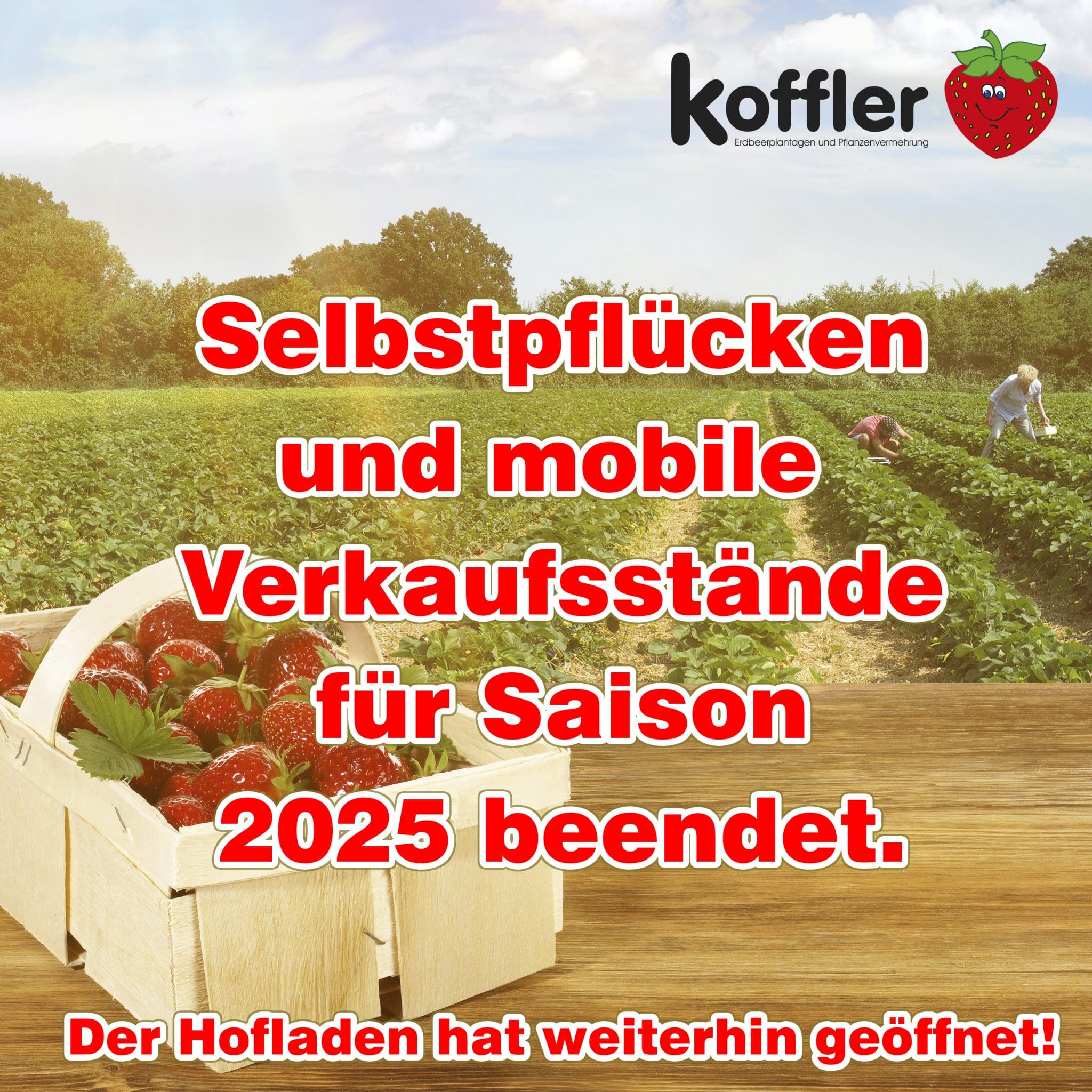 🍓 Saisonende 2025 – Selbstpflücken & Verkaufsstände beendet 🌱