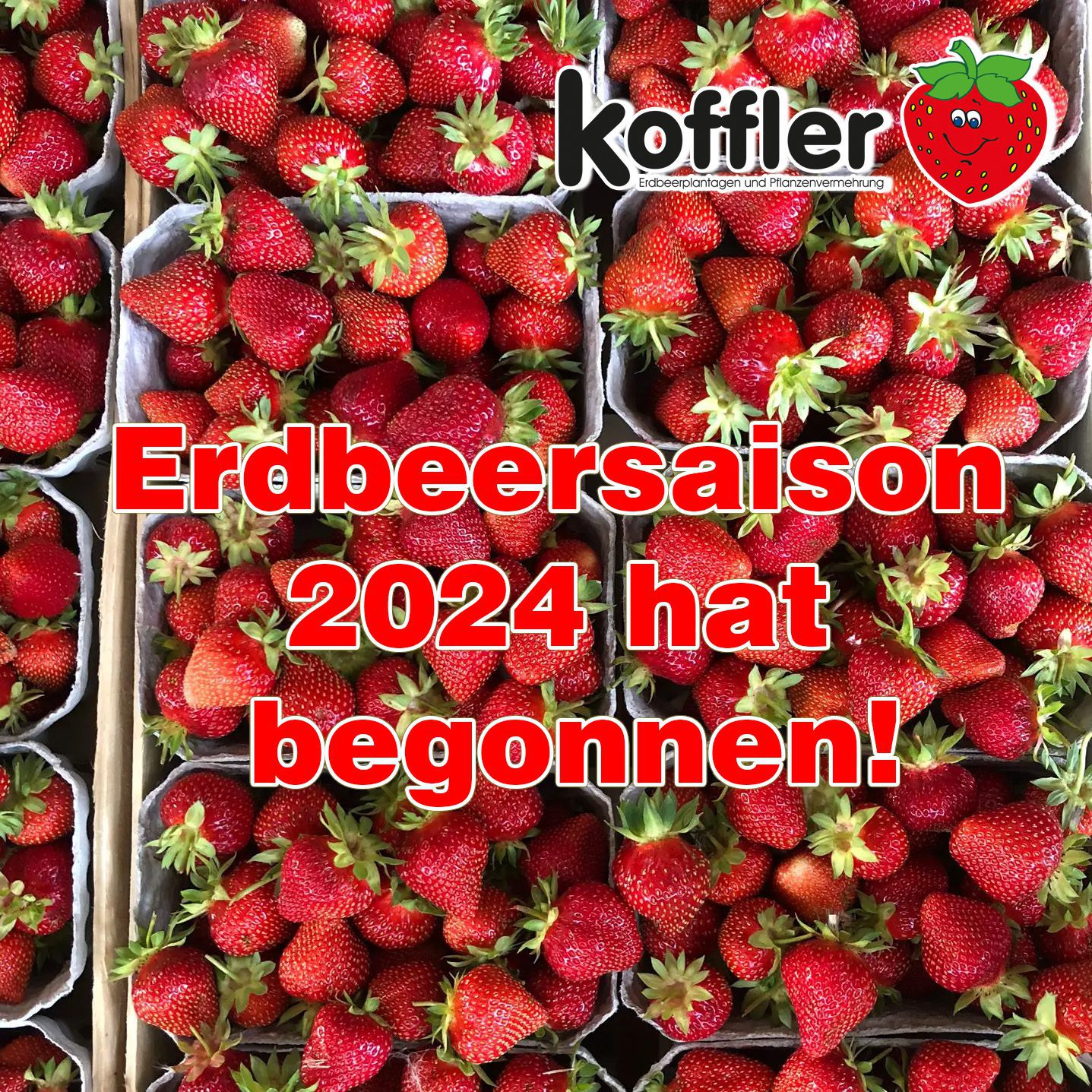 Willkommen zur Erdbeersaison 2024 bei Koffler Erdbeeren!