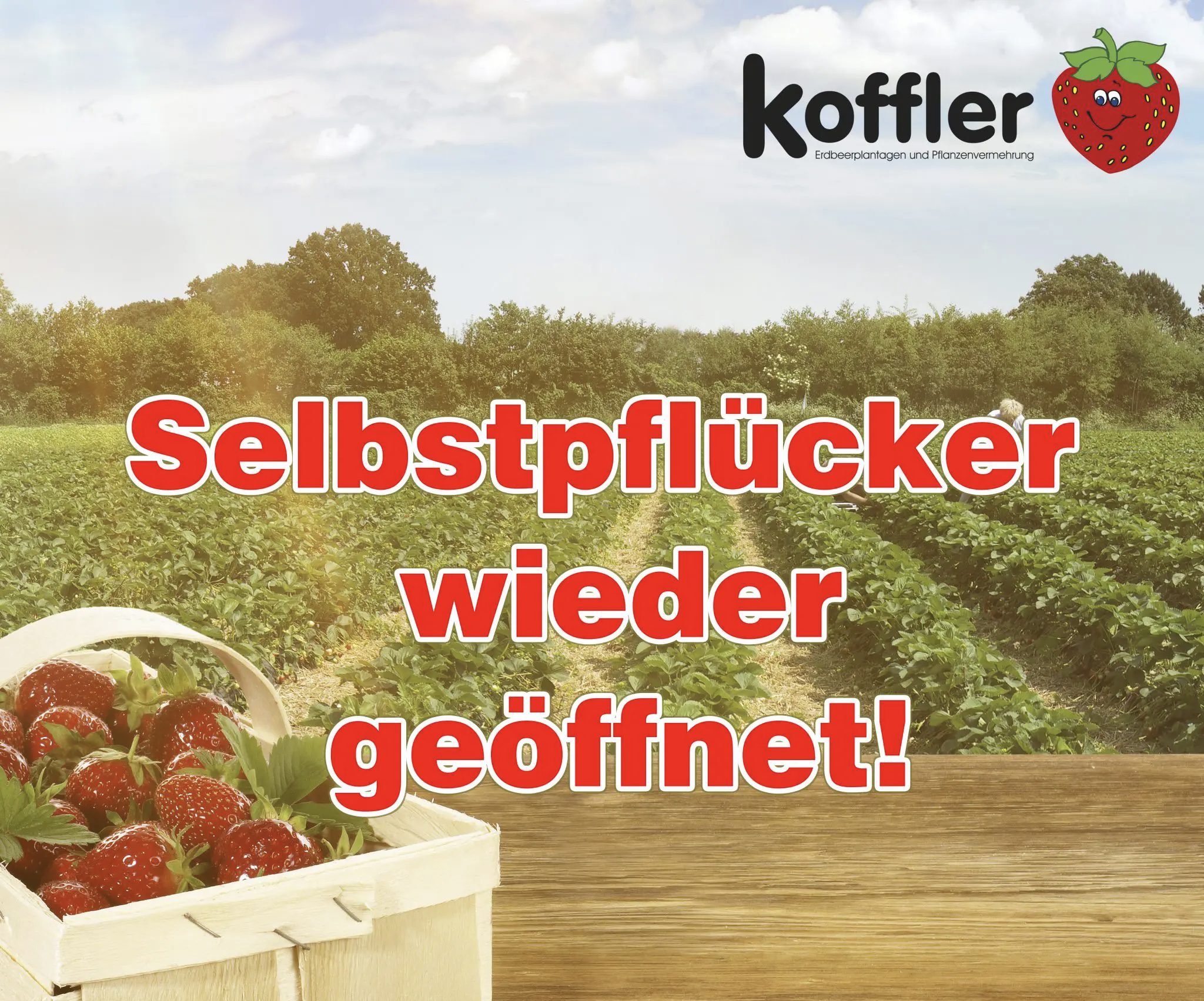 Erdbeer-Selbstpflücken wieder möglich!