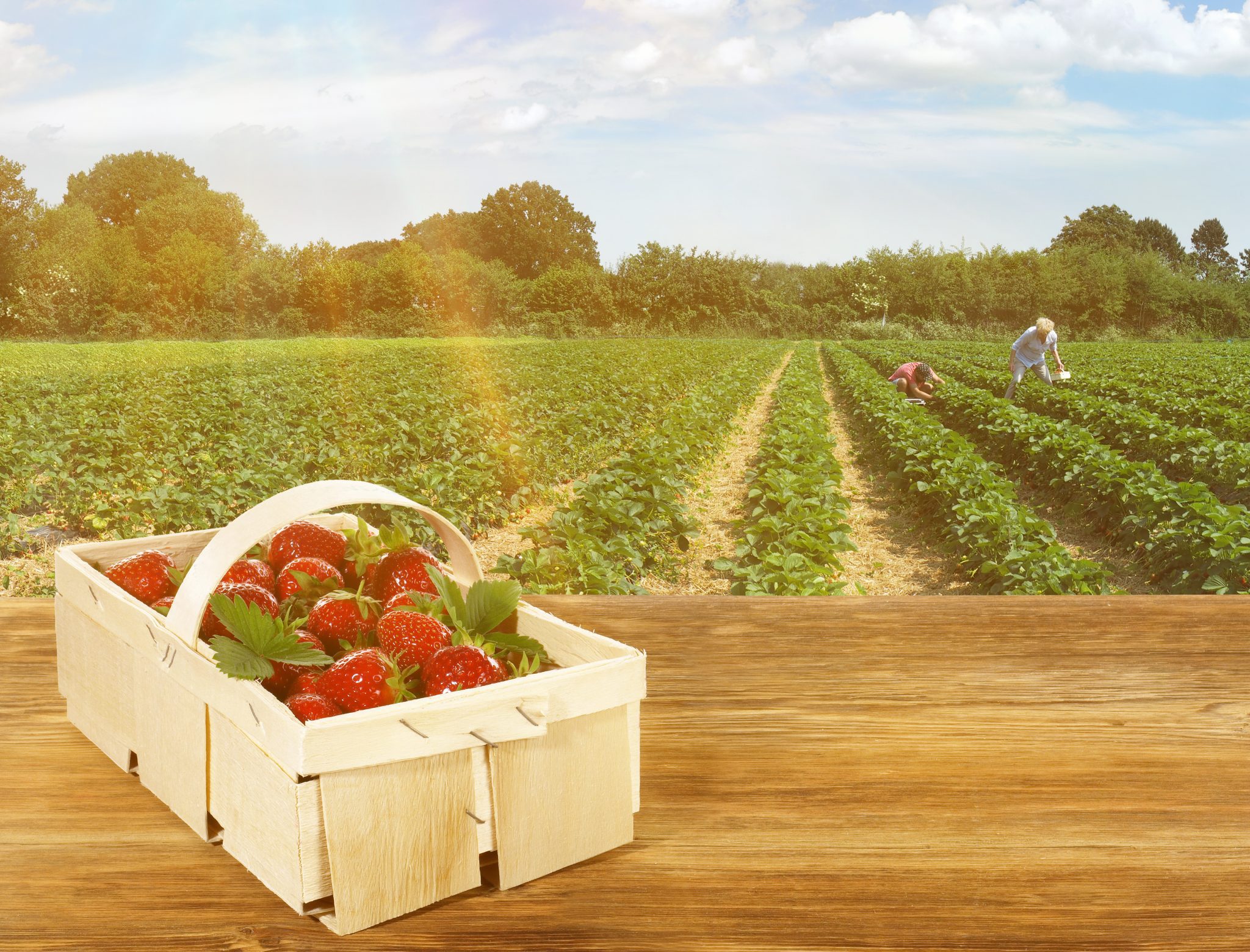 Erdbeerfelder sind ab sofort für Selbstpflücker geöffnet!